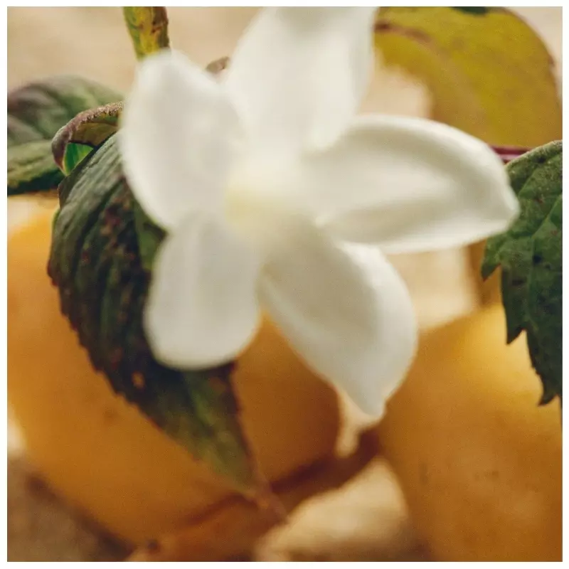 Chloé Nomade Jasmin Naturel Intense EDP 75 Ml - Billede 4